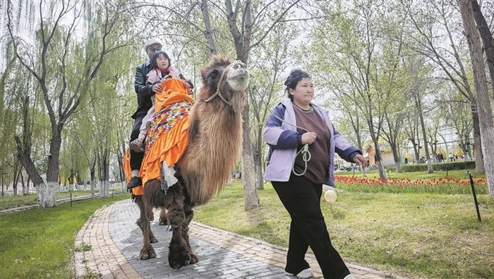     4月18日，游客在六师五家渠市青格达湖国家级旅游度假区体验骆驼骑行项目。    杜仪  朱小丽  摄