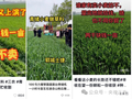 榴莲便宜了是因为北方也开始种？这些谣言不可信