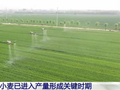 小麦进入产量形成关键时期 田间春管不停歇