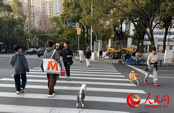 上海马路上，宠物主遛狗。人民网记者 龚莎摄