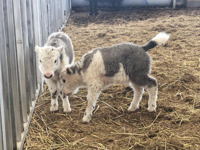 2026年3月出生的克隆牦牛。图源：央视新闻