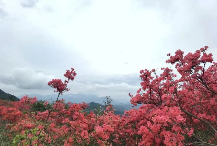 金华市磐安县高姥山。图源：磐安发布