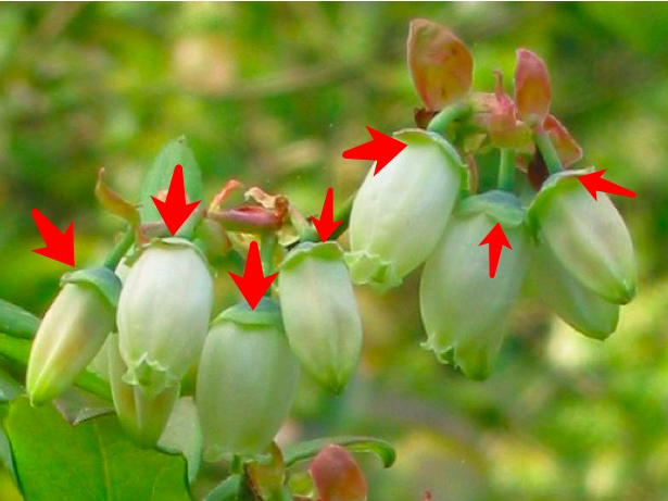 这是蓝莓花（认不出吧），箭头所指处是将来会形成“肚脐”的萼片丨原图：wikimedia commons
