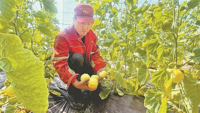     一大早，种植户就摘了130斤瓜。    本报记者 丁燕摄