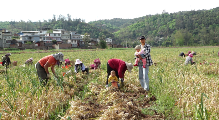 新街镇小古衙村委会瓜子村村民在大蒜基地采收大蒜。