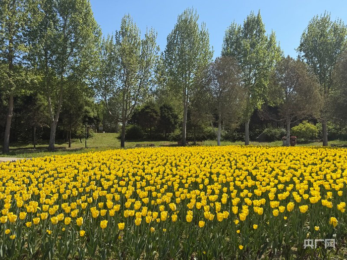 郁金香花海（央广网发  北京国际鲜花港供图）