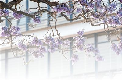 图为墨西哥首都墨西哥城墨西哥国立自治大学盛开的蓝花楹。新华社记者 戚晓毅摄
