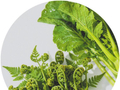 常见山野菜