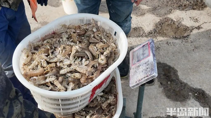 码头进行称重