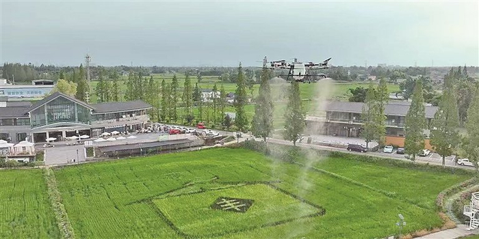 四川成都狮子村，无人机在进行植保作业。资料图片