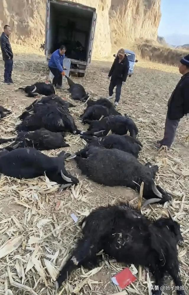 来源：网友拍摄视频截图