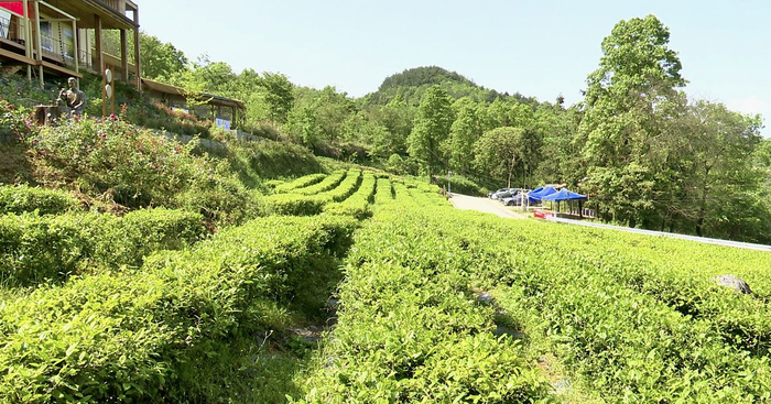 广安市前锋区龙滩镇水源村松林茶园。
