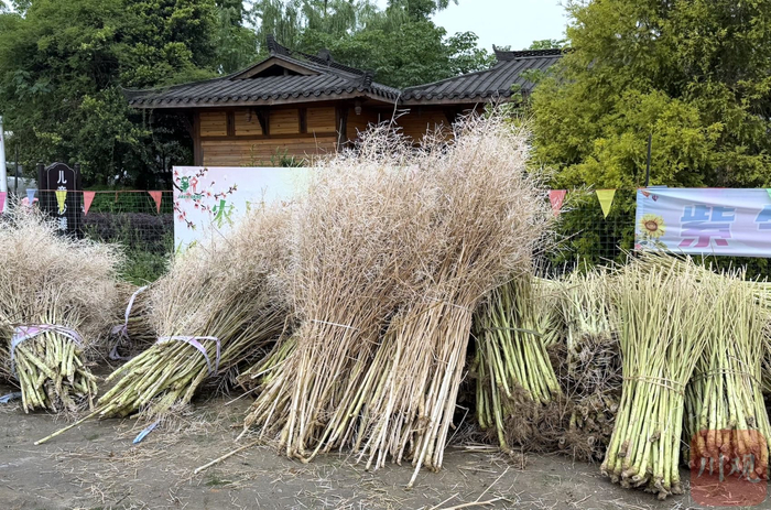 现场村民带来的秸秆。底伊乐/摄