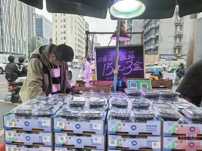 蓝莓价格大跳水。裴玉松 摄