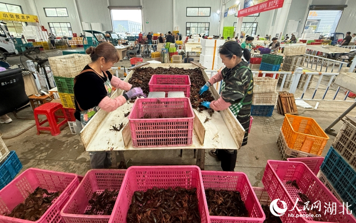 潜江小龙虾交易中心里，虾嫂正在分拣小龙虾。人民网记者 张隽摄
