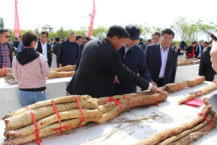肉苁蓉比赛（央广网发  阿拉善盟生态产业发展规划中心供图）