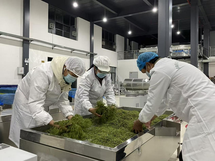 　　保靖县古茶园黄金茶有限公司加工车间内，工人们正在对新鲜茶叶进行摊晾作业。（受访对象提供）