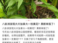 注意！这种野菜不能吃 千问：这是有毒的入侵物种
