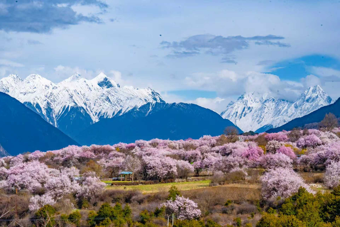 波密县玉许乡，桃林与雪山相映成趣   陈超摄