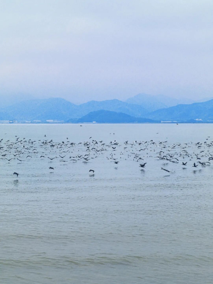 宁波湾候鸟群。