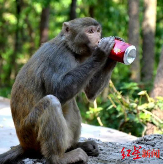 ▲猴子抢走游客的饮料