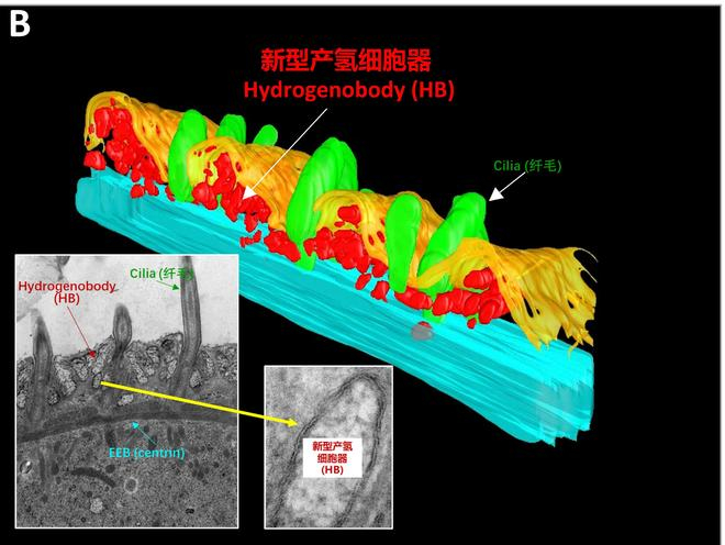 　　瘤胃纤毛虫中的新型产氢细胞器——氢小体。（研究团队供图）