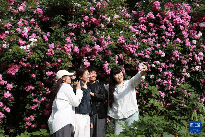 5月1日，市民在河南省安阳市内黄县一处蔷薇花墙前赏花拍照。新华社发（刘肖坤摄）