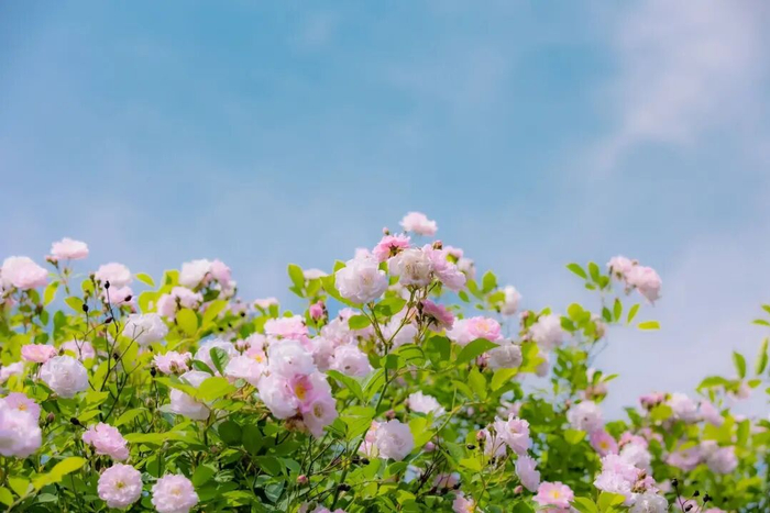 @孔⃰维⃰营⃰