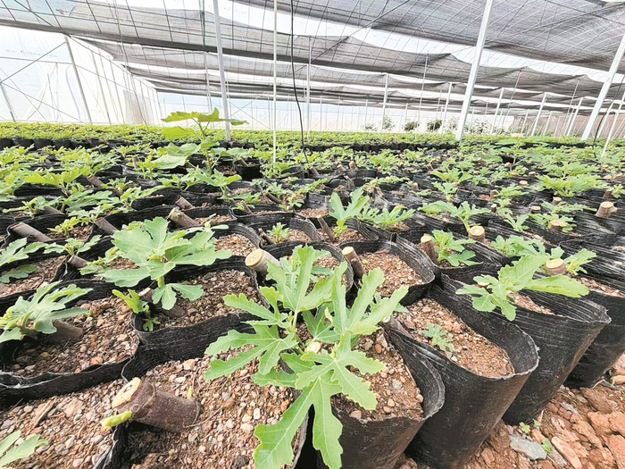 紫牛村无花果种植产业快速发展。供图