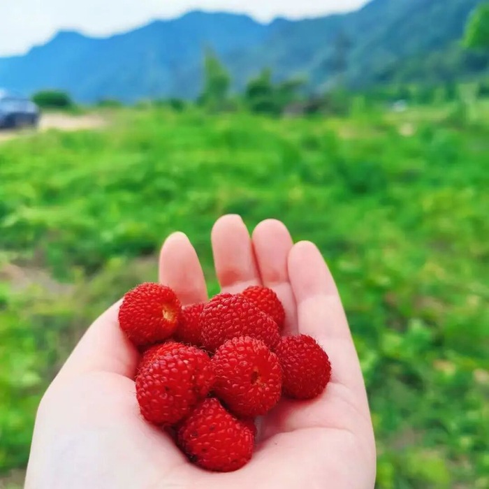 摄/玲玲
