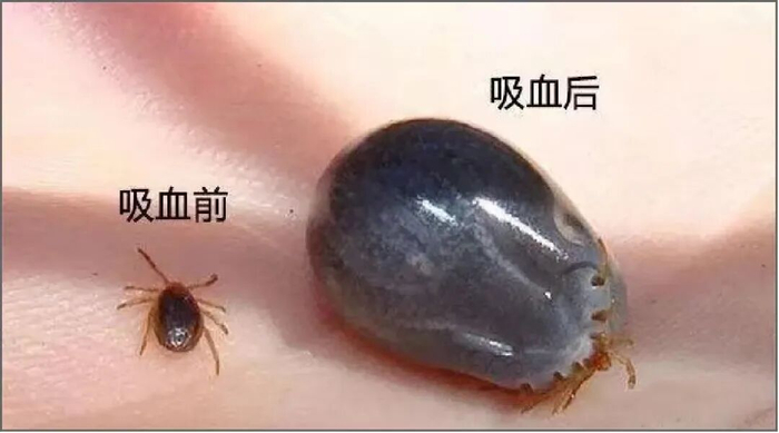 （图源：中国疾病预防控制中心） 