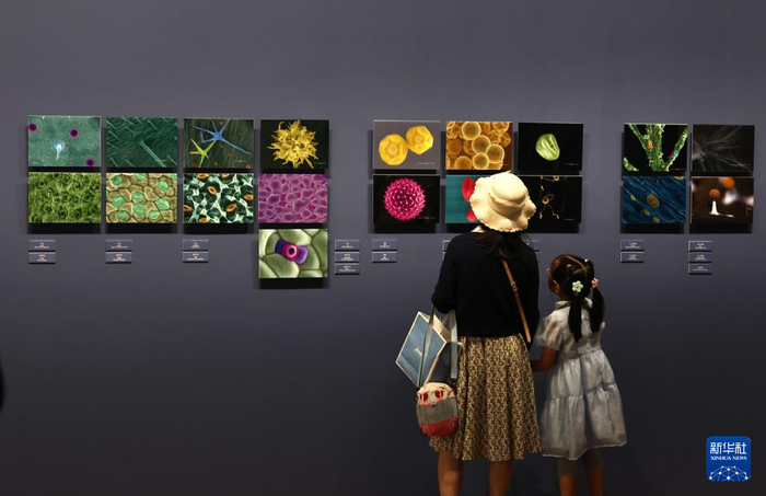 5月1日，在位于上海自然博物馆的大型自然艺术展“只有树知道”上，参观者在植物显微摄影作品前驻足观看。新华社记者 方喆 摄