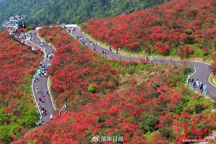 游客在双牌县阳明山国家森林公园杜鹃花海景区赏花游玩。黄春涛 李善伟 摄