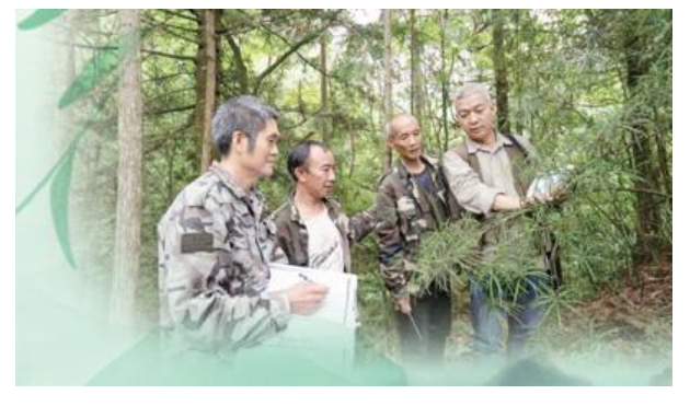 冯育才（左一）与高校专家调研银杉种群。吴江华摄（人民视觉）