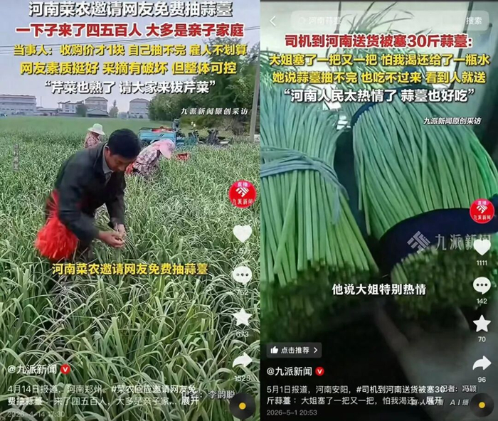 河南蒜薹的相关报道。图/九派新闻 