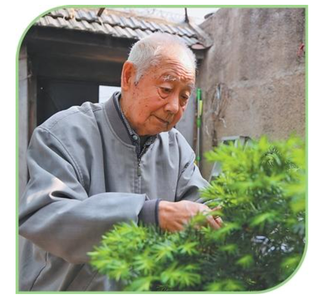 闫修圣在家中侍弄花草。陈 阳摄（人民视觉）