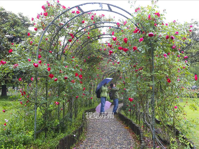 常熟海虞园月季花渐次绽放 摄/