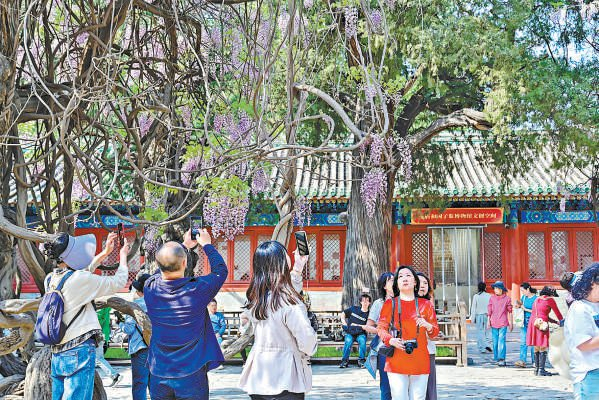孔庙和国子监博物馆的紫藤迎来盛花期，吸引观众定格美景。本报记者 金瑶摄
