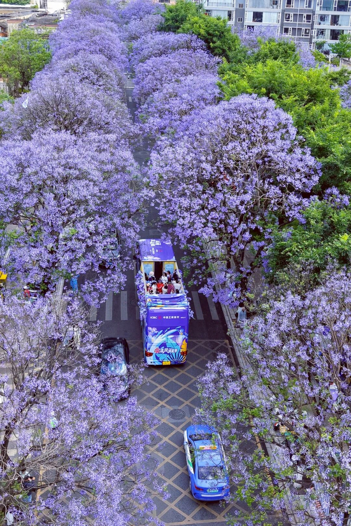 昆明市五华区教场中路数百株蓝花楹沿街怒放 胡妤雅 摄