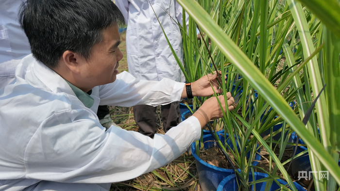 中国热带农业科学院甘蔗研究中心主任阙友雄蹲在蔗苗间观察蔗苗的病株情况（央广网记者  陶淦  摄）