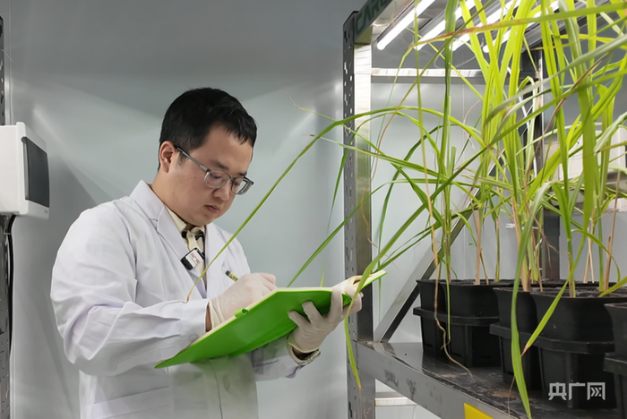 王裴林博士在实验室观察记录蔗苗生长情况（央广网记者  陶淦  摄）