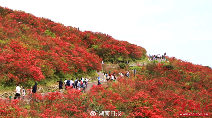 十亩野生杜鹃花海 图源 双牌发布​