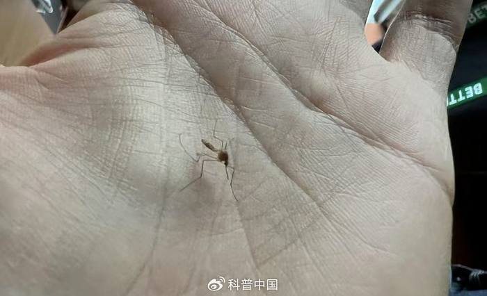 正准备吸血的蚊子（图片来源：作者拍摄）
