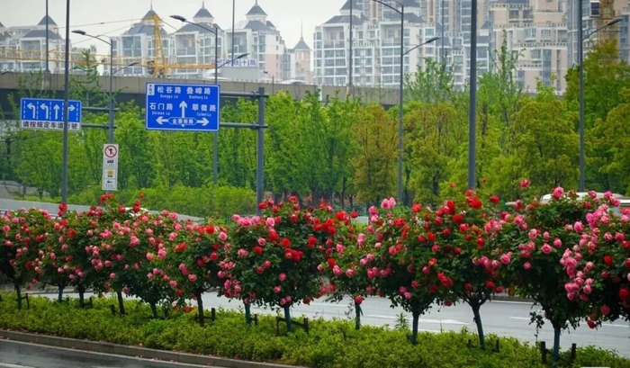 带黑卡7看世界/摄