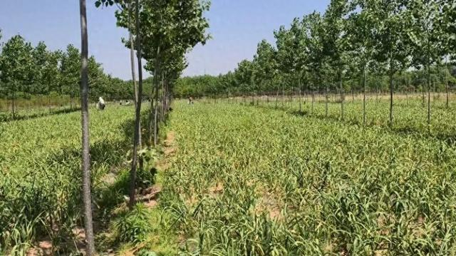位于郑州中牟的蒜地。图/九派新闻李韵聪 