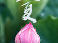 你好，夏天！
