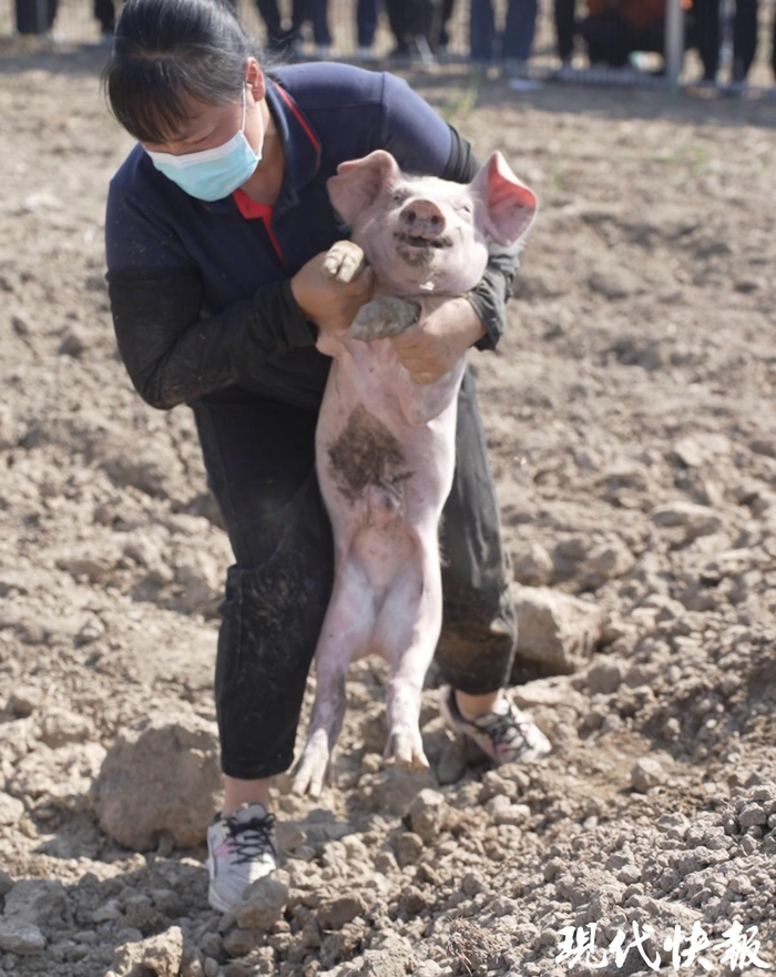 游客抓猪