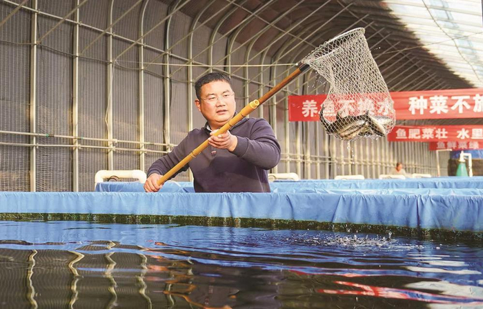     图为李瑶在鱼菜共生项目大棚内查看鲜鱼长势。