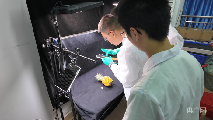 陈程杰研究员（图一）在实验室指导学生采集菠萝的相关数据（央广网记者  付美斌  摄）