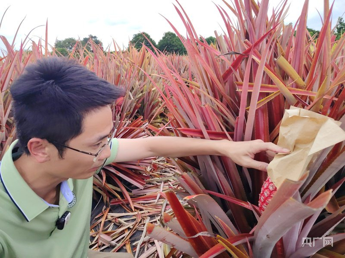 陈程杰研究员在种植基地观察“中国红”菠萝的果实情况（央广网记者  付美斌  摄）